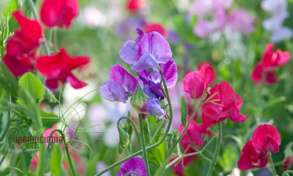 Sweet Pea (Tall) Painted Lady Flower Seeds For Planting Elegant And Fragrant Tall Peas For A