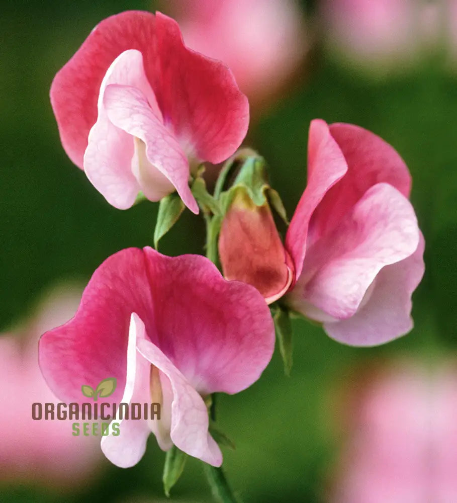 Sweet Pea (Tall) Painted Lady Flower Seeds For Planting Elegant And Fragrant Tall Peas For A