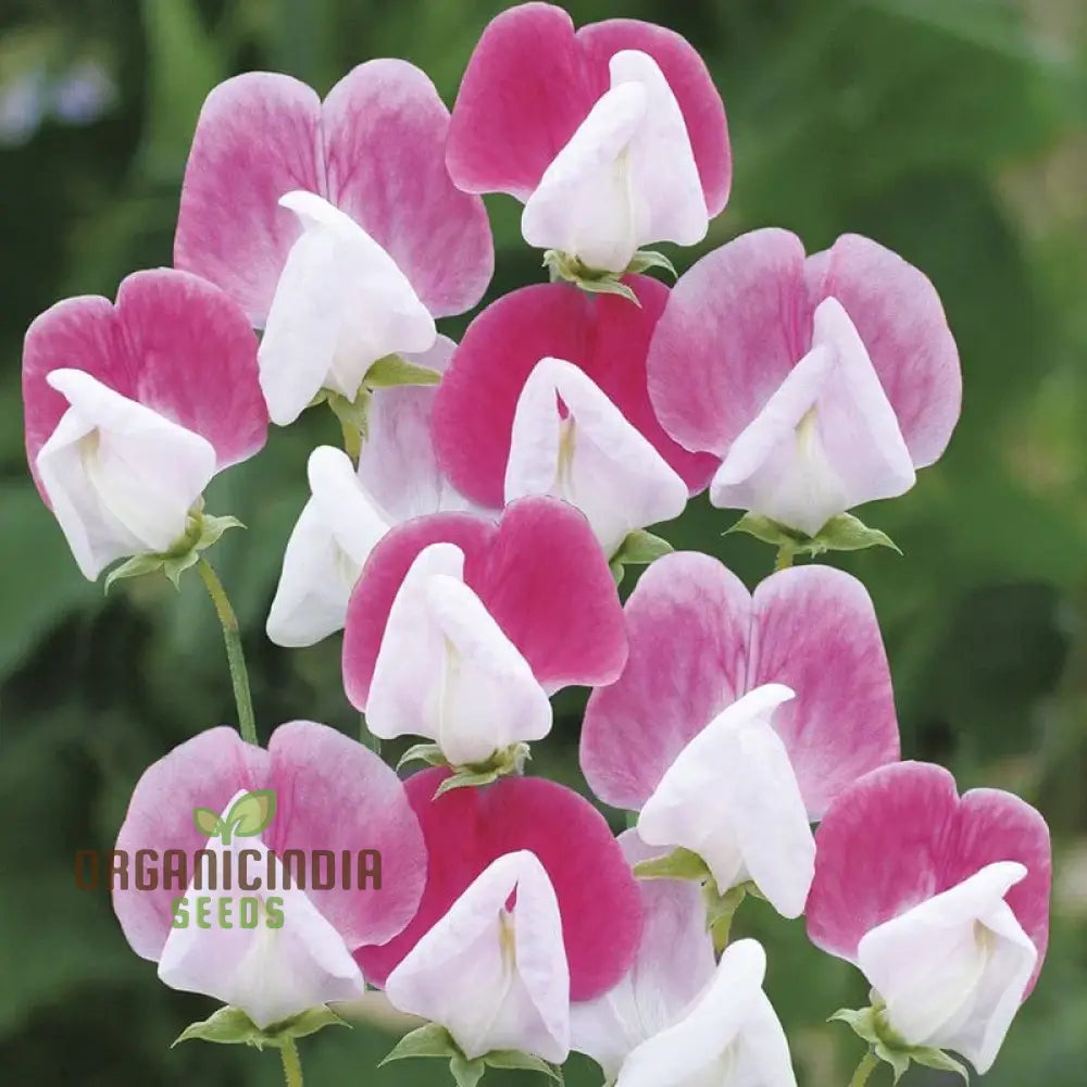 Sweet Pea (Tall) Painted Lady Flower Seeds For Planting Elegant And Fragrant Tall Peas For A