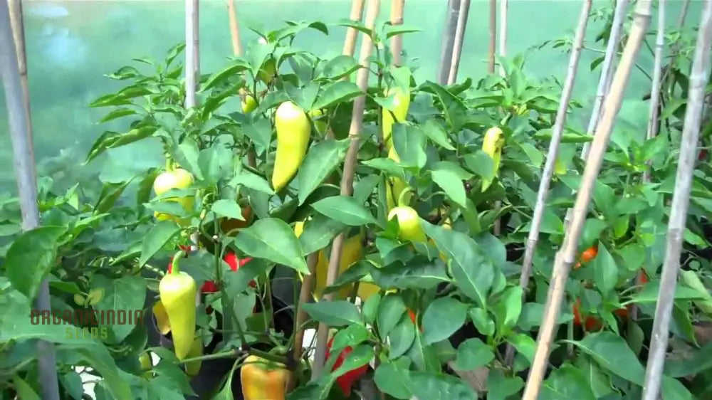 Sweet Pepper - F1 Ringo Vegetable Seeds For Planting Premium Quality Home Garden Perfect Growing