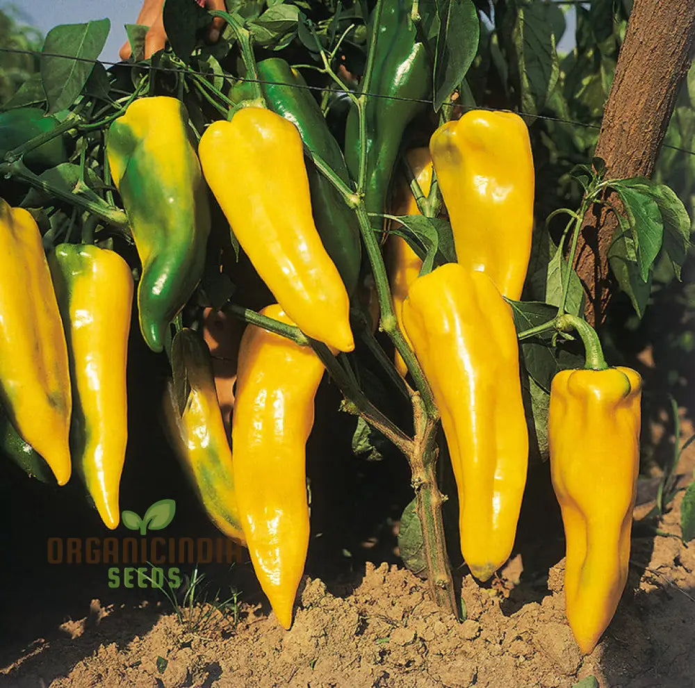 Sweet Pepper - F1 Ringo Vegetable Seeds For Planting Premium Quality Home Garden Perfect Growing