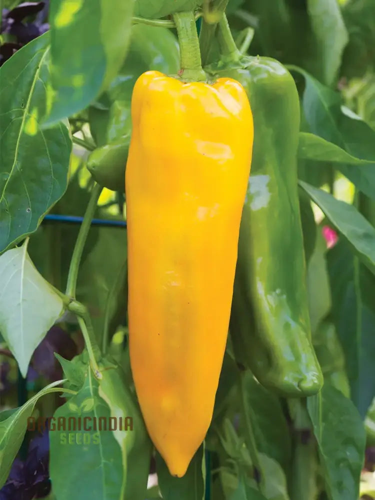 Sweet Pepper - F1 Ringo Vegetable Seeds For Planting Premium Quality Home Garden Perfect Growing