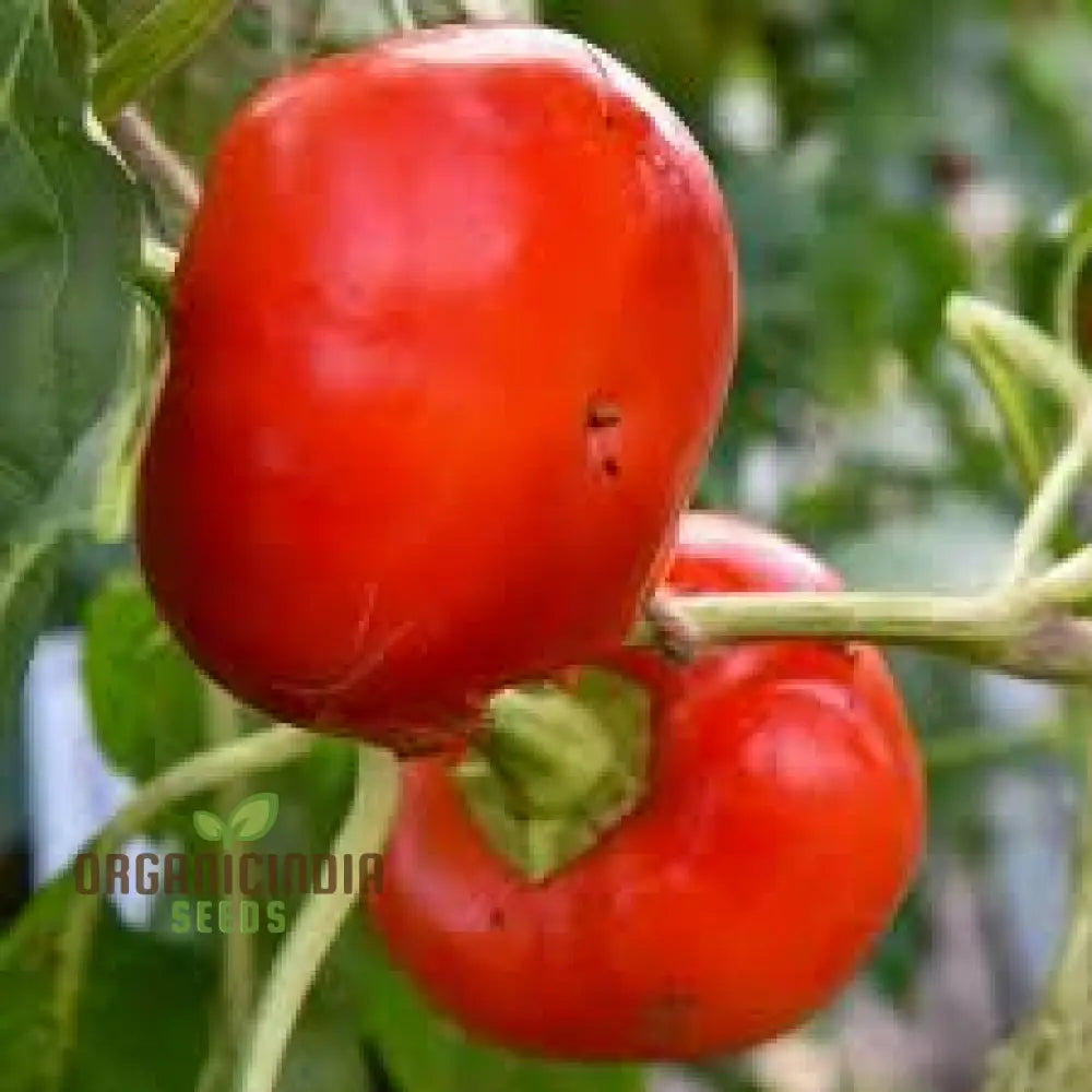 Sweet Pepper Seeds - Alma Paprika For Vibrant Flowers And Gardens | Planting Excellence