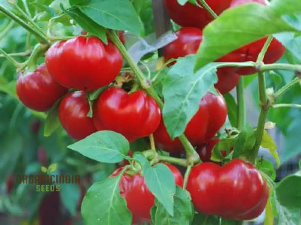 Sweet Pepper Seeds - Alma Paprika For Vibrant Flowers And Gardens | Planting Excellence