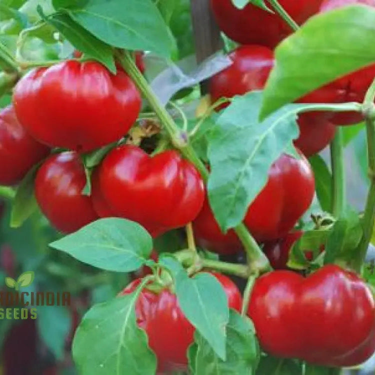 Sweet Pepper Seeds - Alma Paprika For Vibrant Flowers And Gardens | Planting Excellence