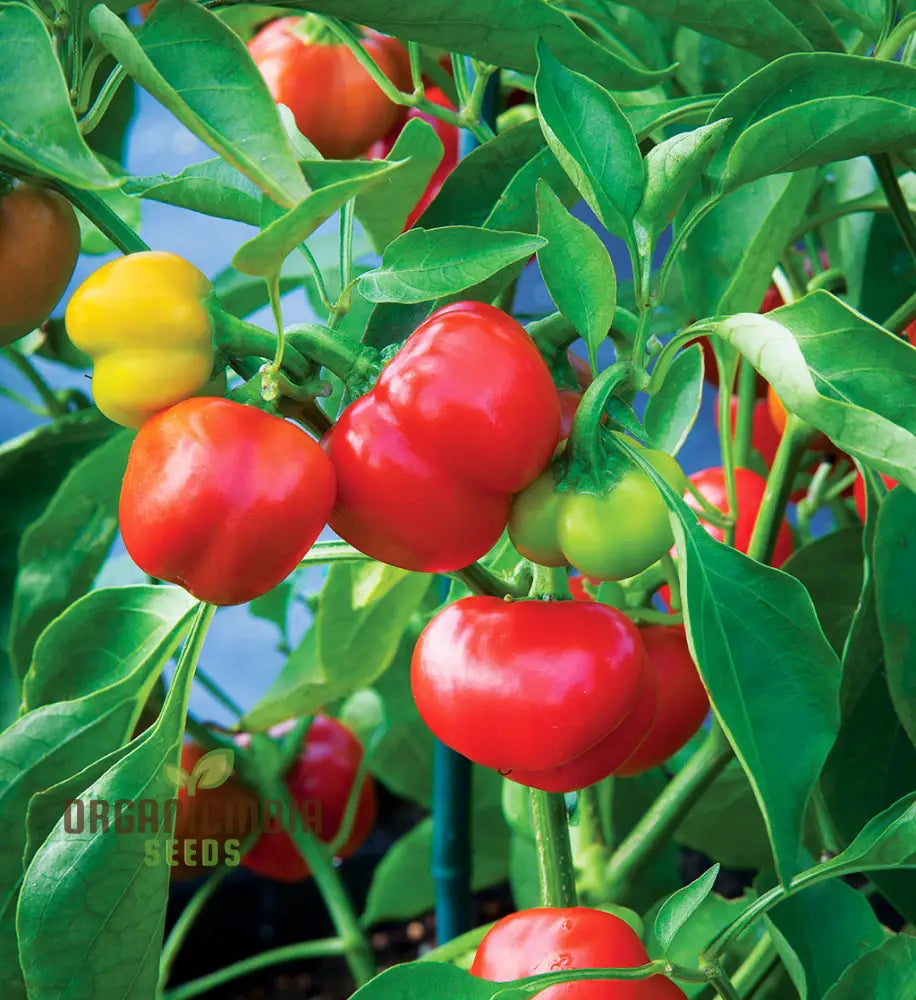 Sweet Pepper Seeds - Alma Paprika For Vibrant Flowers And Gardens | Planting Excellence