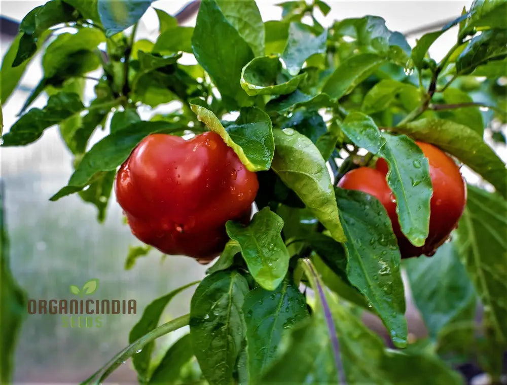 Sweet Pepper Seeds - Alma Paprika For Vibrant Flowers And Gardens | Planting Excellence