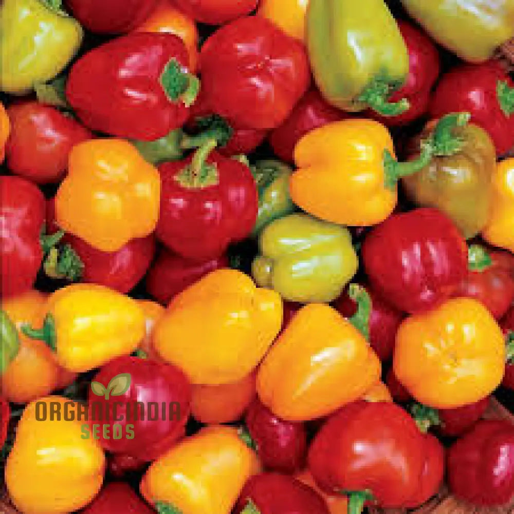 Sweet Pepper Seeds - Mini Bell Blend For Colorful Garden Flowers | Planting