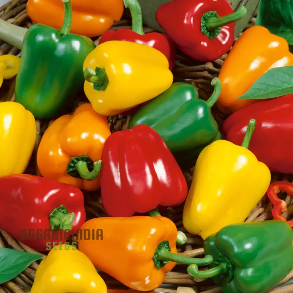 Sweet Pepper Seeds - Mini Bell Blend For Colorful Garden Flowers | Planting