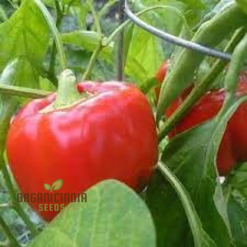 Sweet Pepper Seeds - Pimento | Premium Quality For Gardening