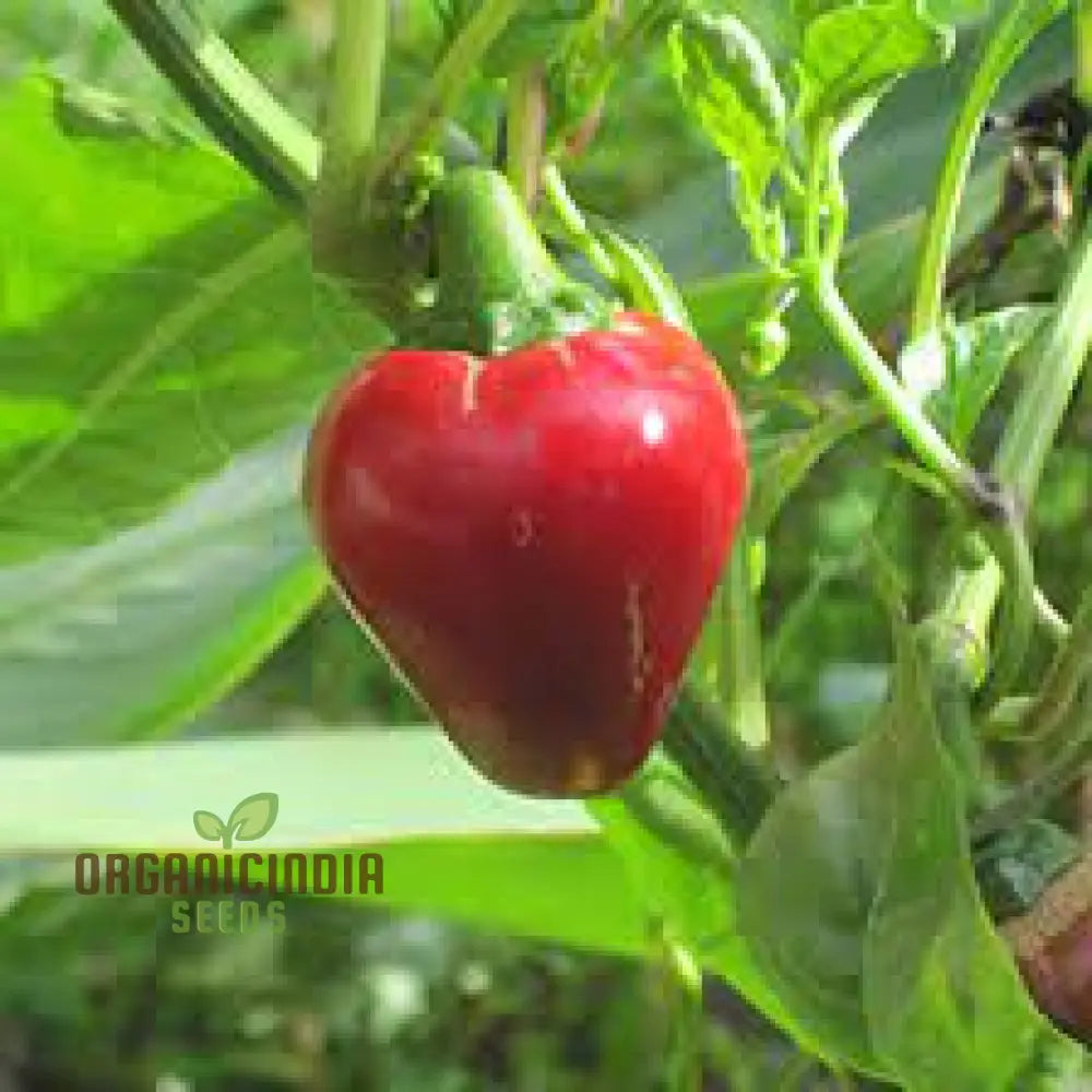 Sweet Pepper Seeds - Pimento | Premium Quality For Gardening