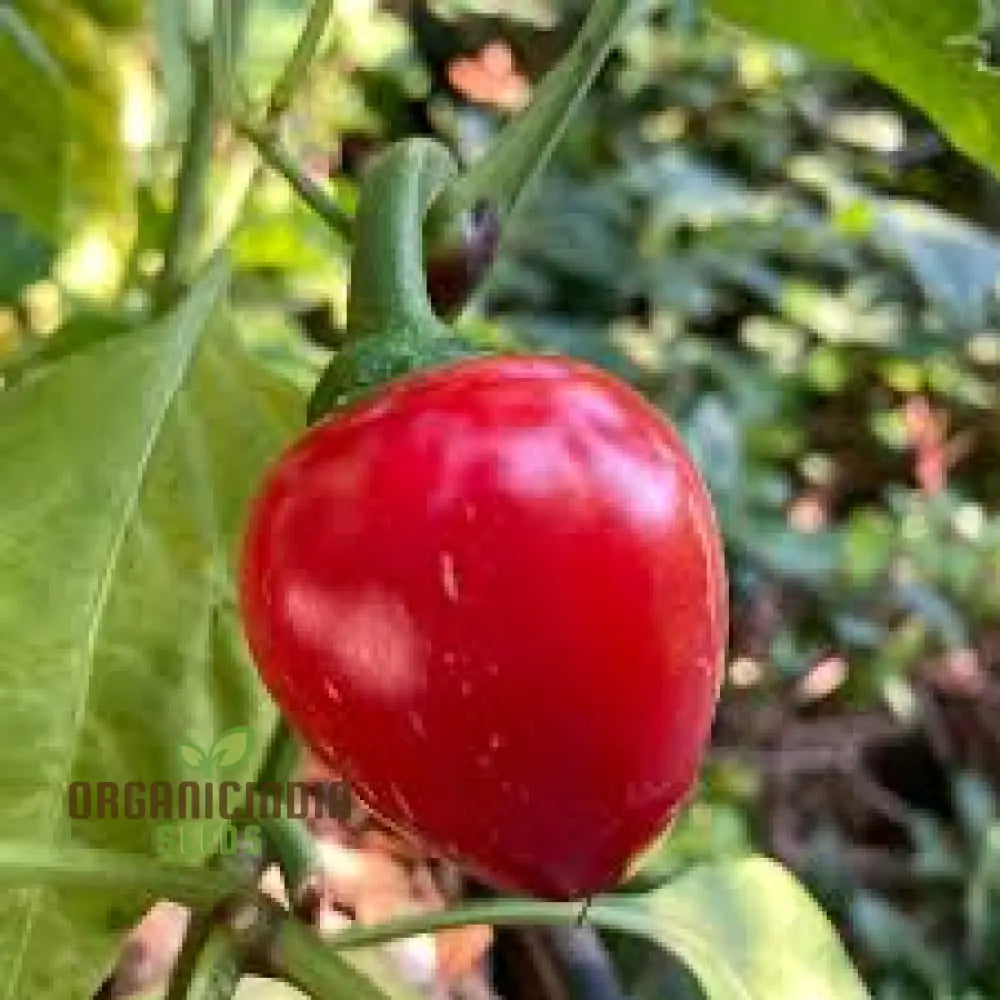 Sweet Pepper Seeds - Pimento | Premium Quality For Gardening