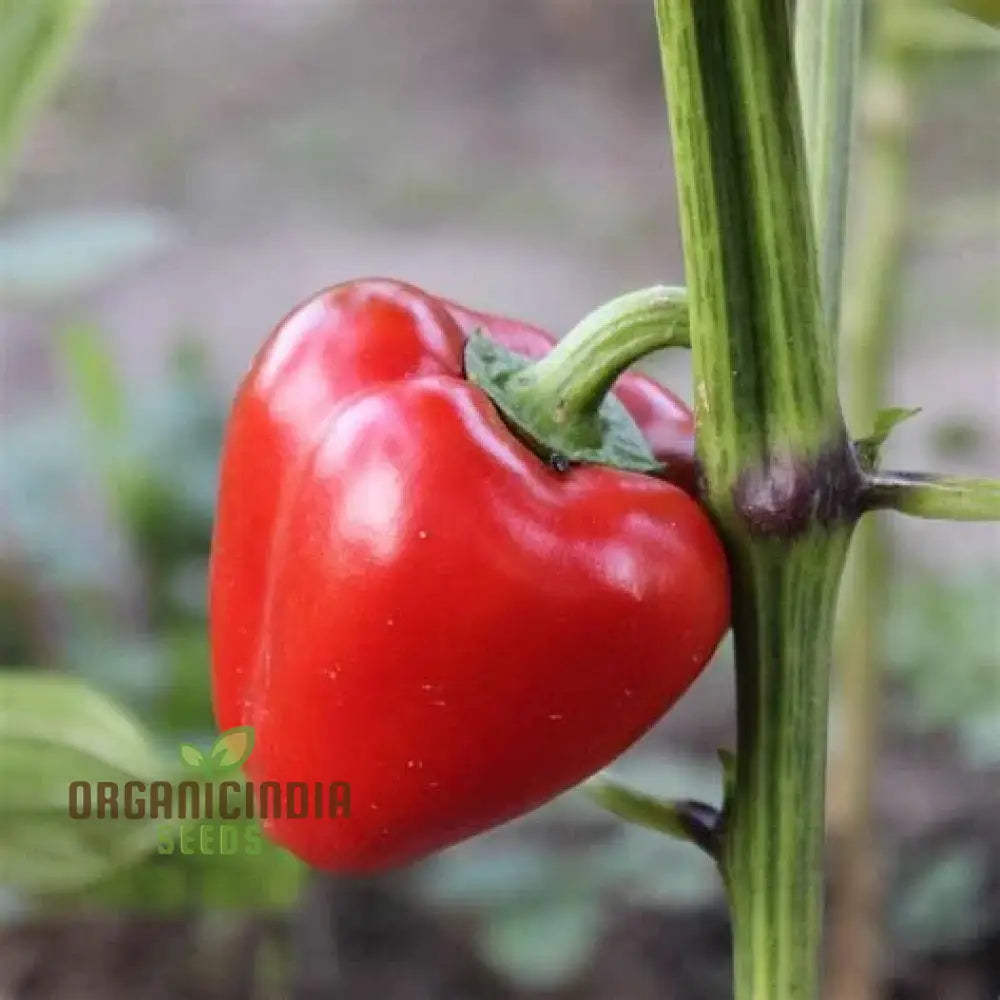 Sweet Pepper Seeds - Pimento | Premium Quality For Gardening