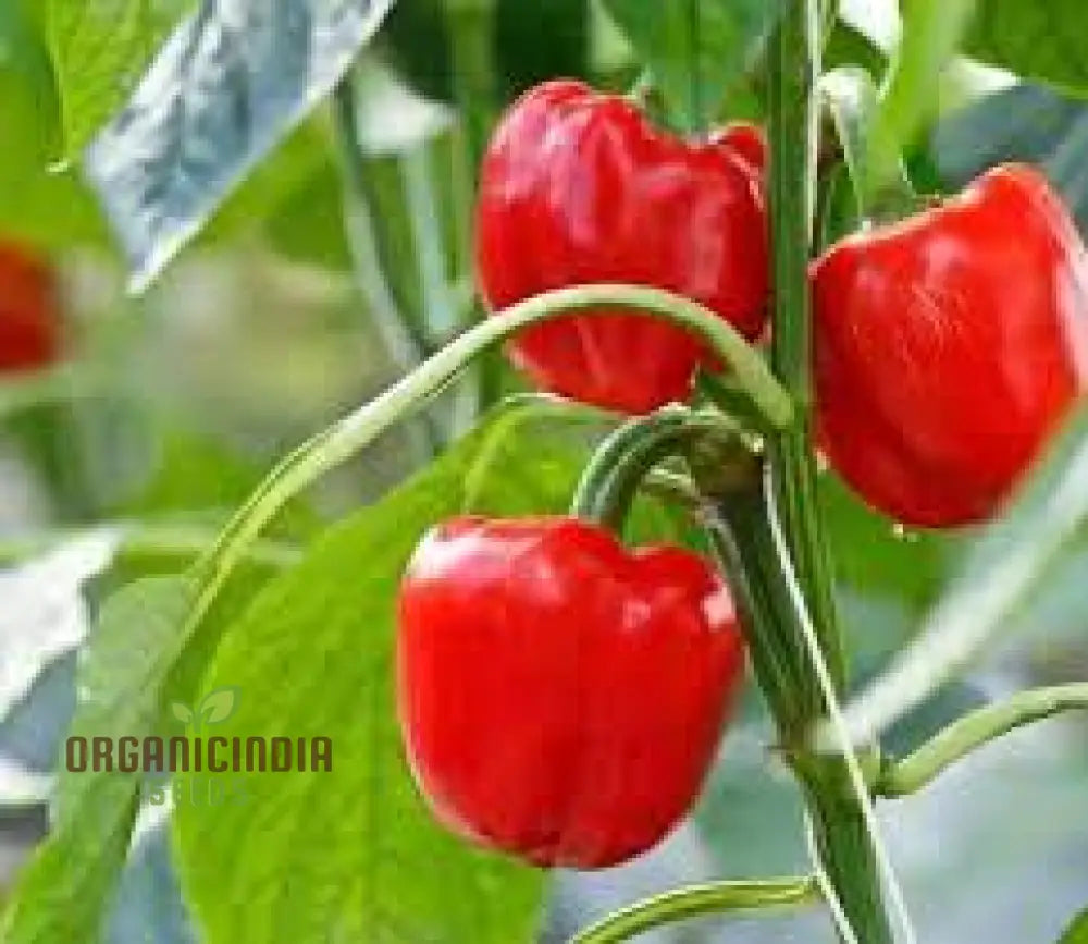 Sweet Pepper Seeds - Pimento | Premium Quality For Gardening