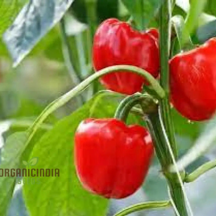 Sweet Pepper Seeds - Pimento | Premium Quality For Gardening