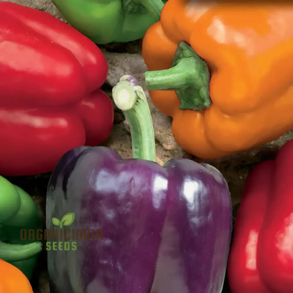 Sweet Pepper Seeds - Rainbow Bell Blend For Vibrant Garden Flowers Planting