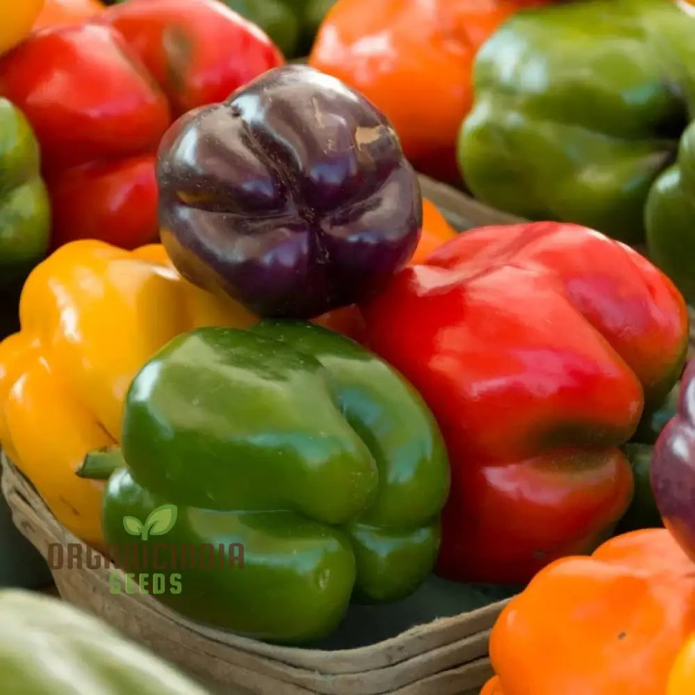 Sweet Pepper Seeds - Rainbow Bell Blend For Vibrant Garden Flowers Planting