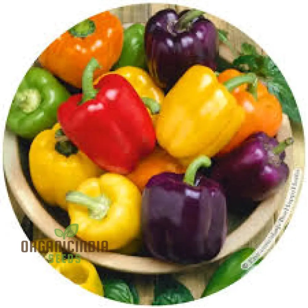 Sweet Pepper Seeds - Rainbow Bell Blend For Vibrant Garden Flowers Planting