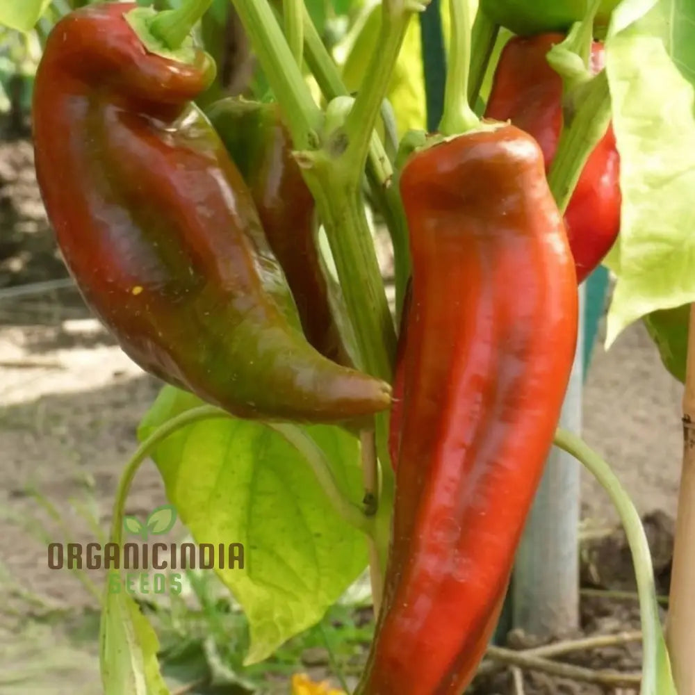 Sweet Pepper Thor Vegetable Seeds High Yield Disease Resistant Perfect For Home Gardens