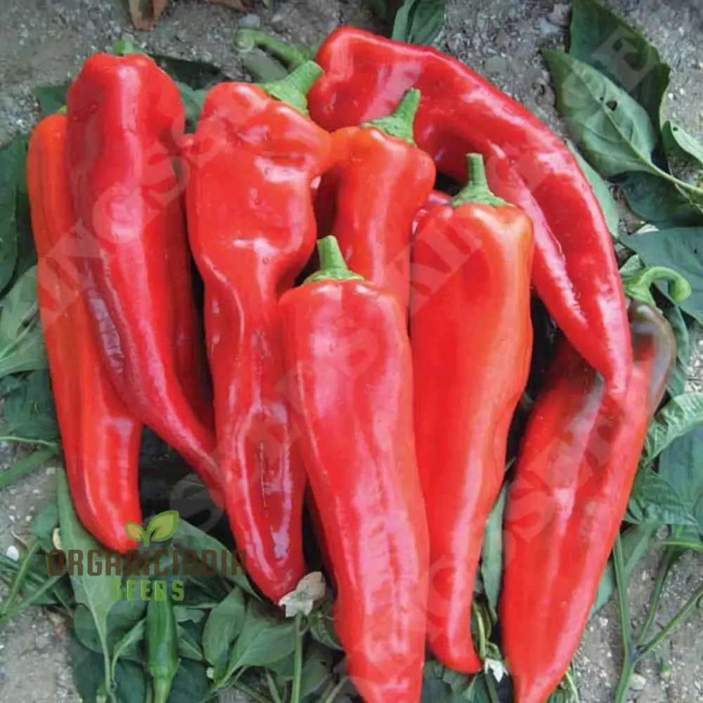 Sweet Pepper Thor Vegetable Seeds High Yield Disease Resistant Perfect For Home Gardens