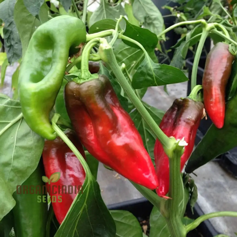 Sweet Pepper Thor Vegetable Seeds High Yield Disease Resistant Perfect For Home Gardens