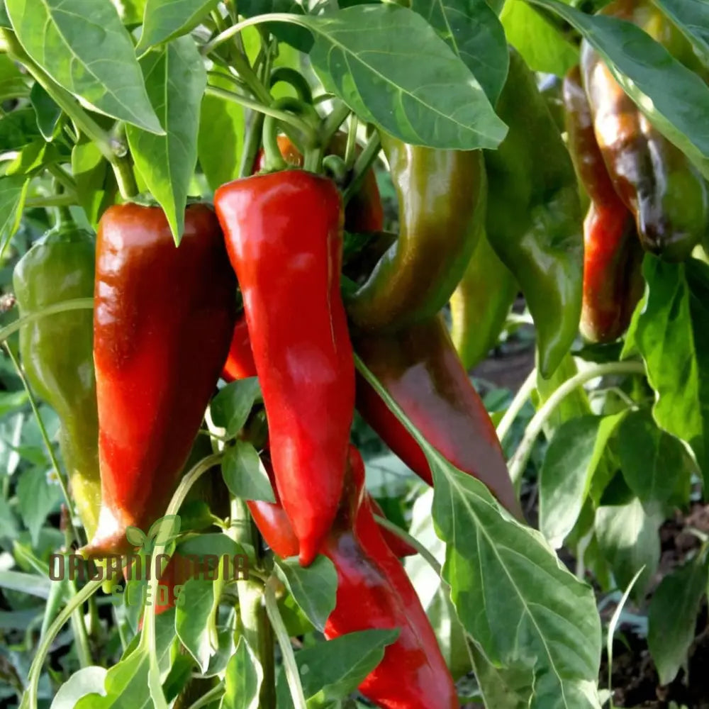 Sweet Pepper Thor Vegetable Seeds High Yield Disease Resistant Perfect For Home Gardens