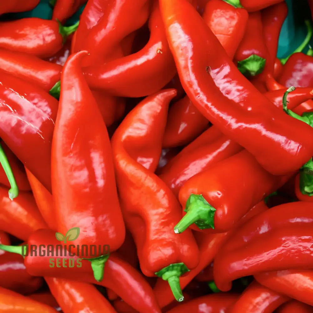 Sweet Pepper Thor Vegetable Seeds High Yield Disease Resistant Perfect For Home Gardens