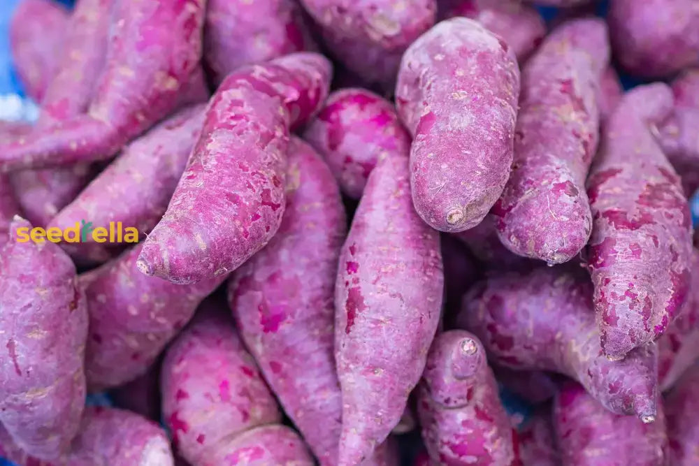 Sweet Potato Vegetable Seeds - Violet Variety For Planting Seeds