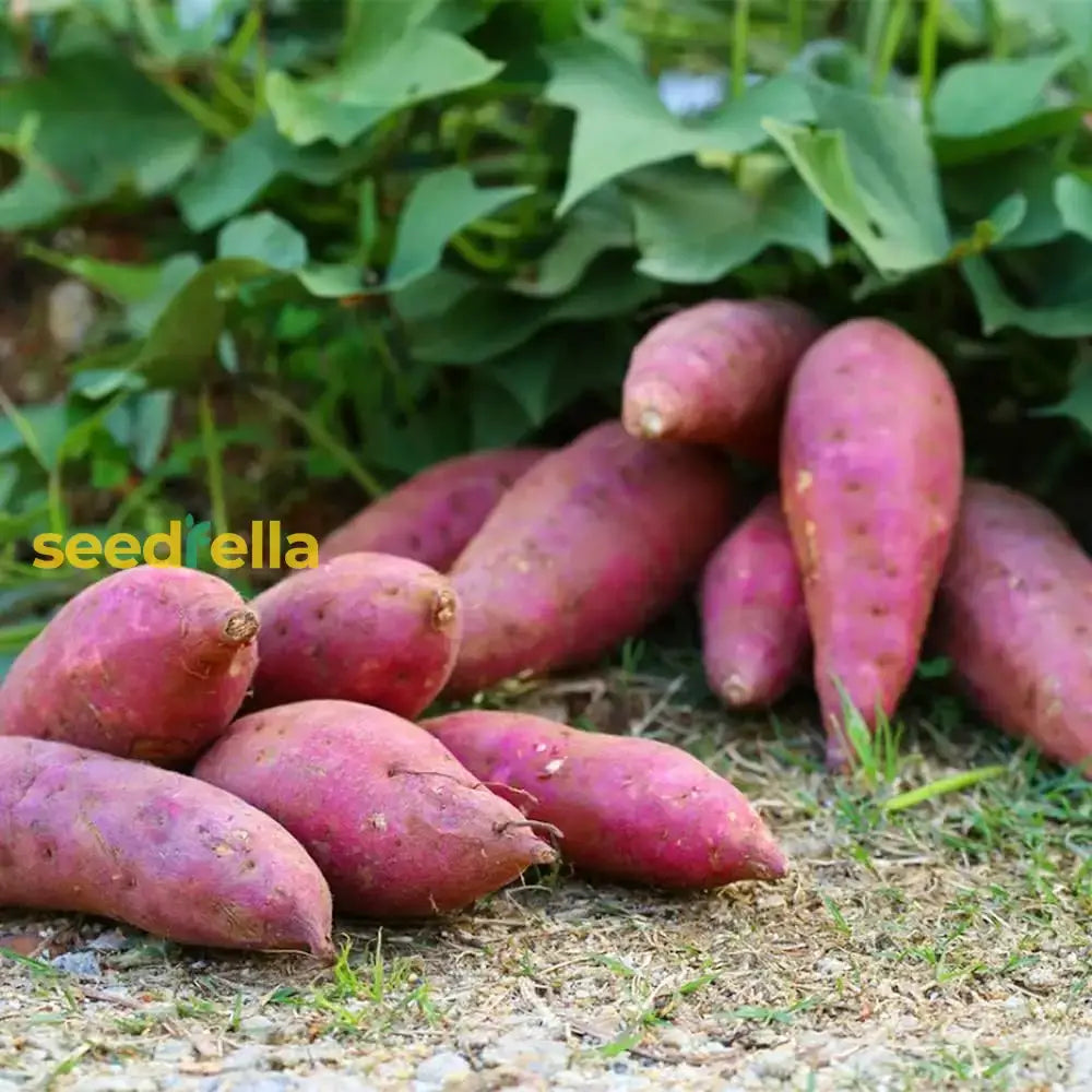 Sweet Potato Vegetable Seeds - Violet Variety For Planting Seeds