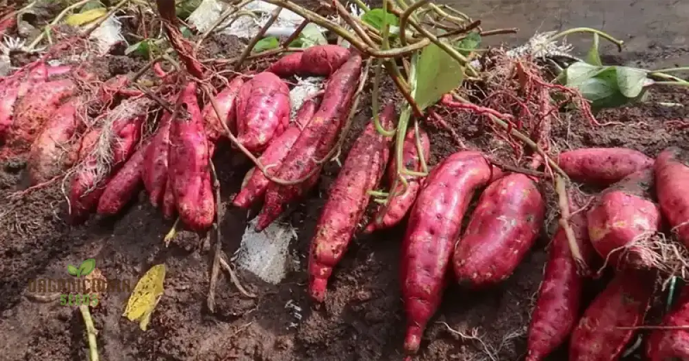 Sweet Potato’s Pink Pine Cones Seeds Knobbly Appearance With A Delicious Taste Vegetables Seeds Root