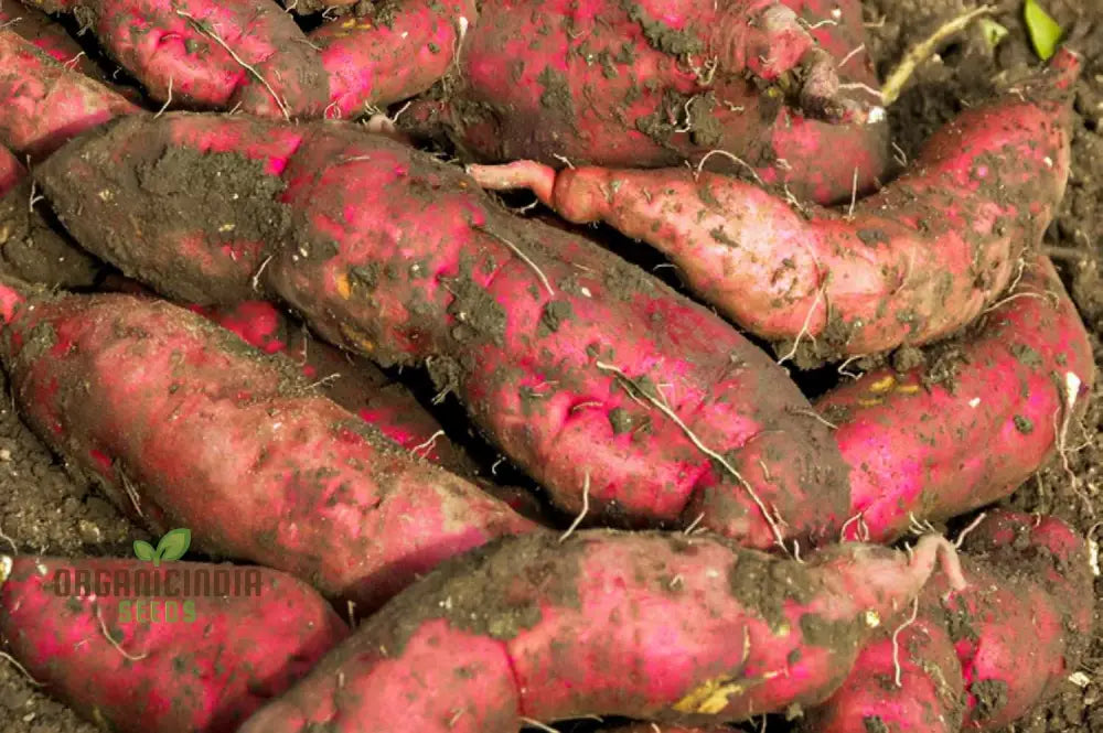 Sweet Potato’s Pink Pine Cones Seeds Knobbly Appearance With A Delicious Taste Vegetables Seeds Root