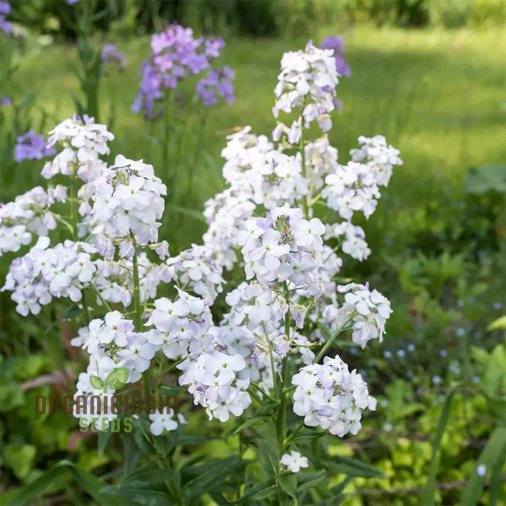 Sweet Rocket Seeds For Planting: Discover Fragrant Blooms And Beauty For Your Outdoor Oasis’