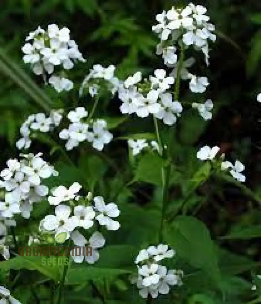 Sweet Rocket Seeds For Planting: Discover Fragrant Blooms And Beauty For Your Outdoor Oasis’