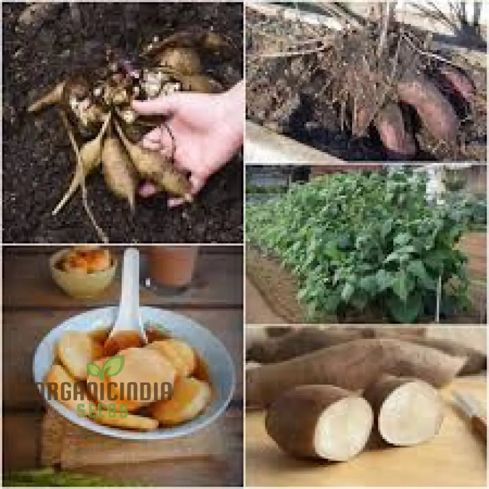 Sweet Root Yacon Rhizome Seeds For Planting And Gardening