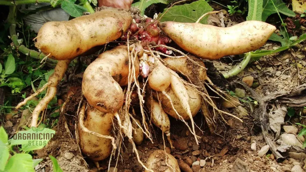 Sweet Root Yacon Rhizome Seeds For Planting And Gardening