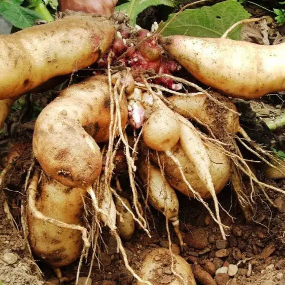 Sweet Root Yacon Rhizome Seeds For Planting And Gardening