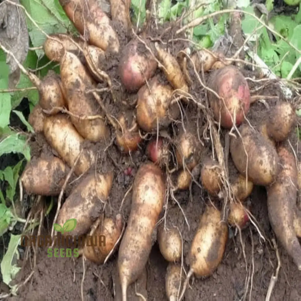 Sweet Secret Vegetable Seeds Delight Unveiling Nature’s For Planting Root Vegetables