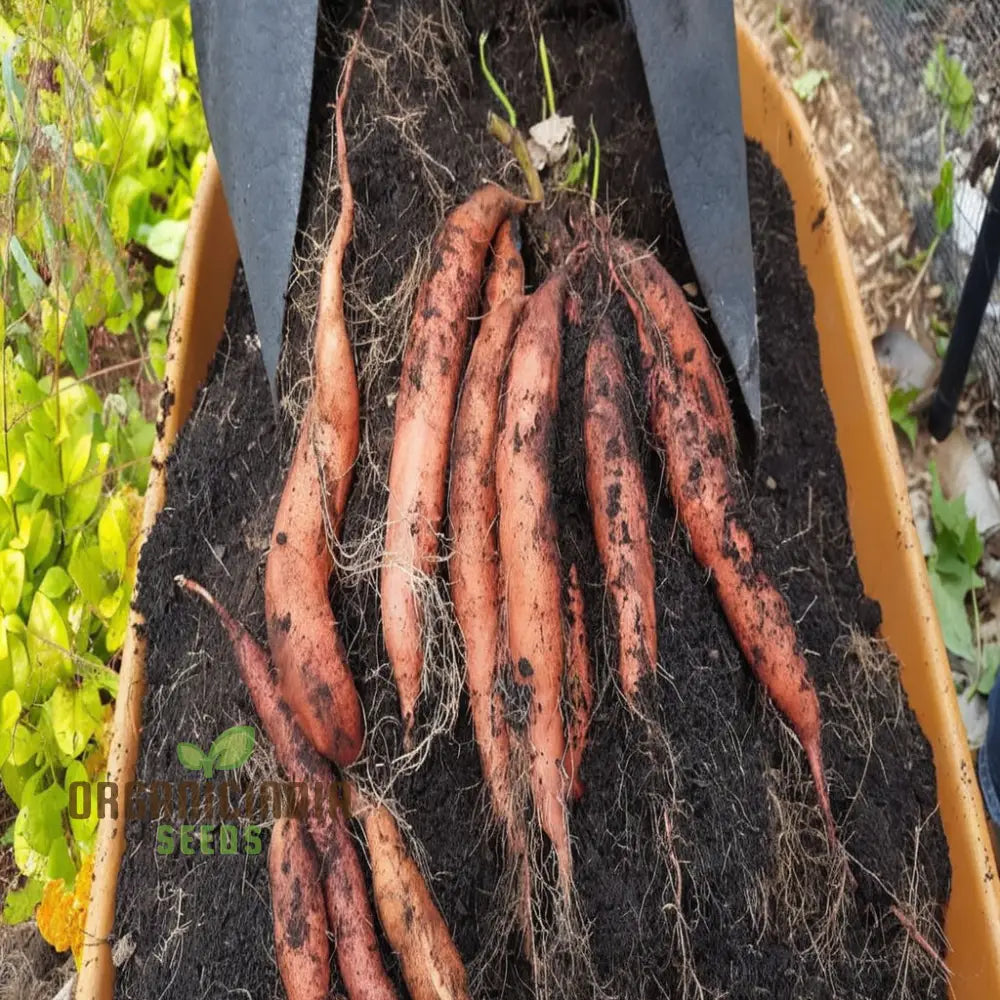 Sweet Secret Vegetable Seeds Delight Unveiling Nature’s For Planting Root Vegetables