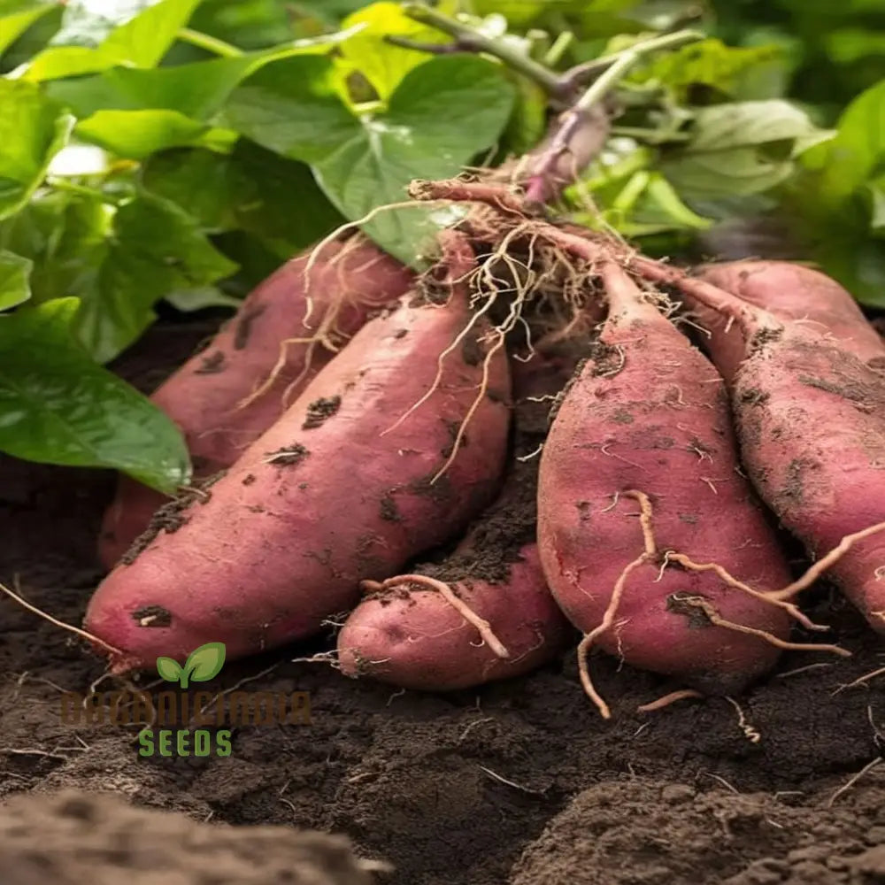 Sweet Secret Vegetable Seeds Delight Unveiling Nature’s For Planting Root Vegetables