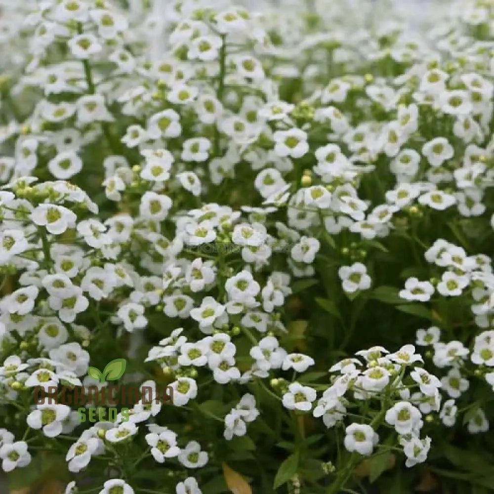 Sweet White Alyssum Snow Seeds For Planting - 100 Pcs Flower Seeds