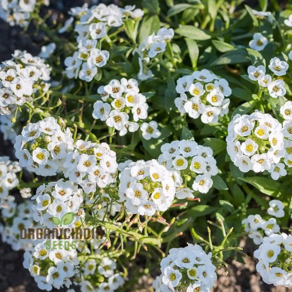 Sweet White Alyssum Snow Seeds For Planting - 100 Pcs Flower Seeds