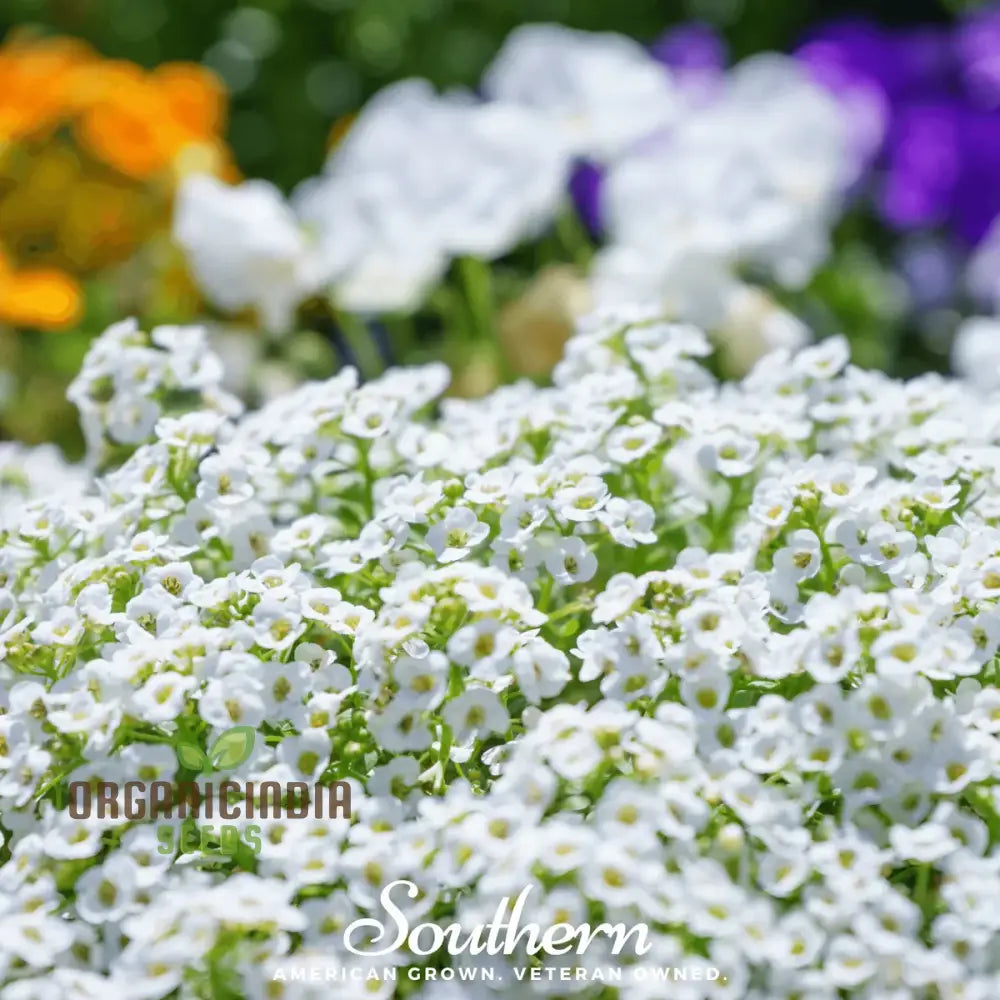 Sweet White Alyssum Snow Seeds For Planting - 100 Pcs Flower Seeds