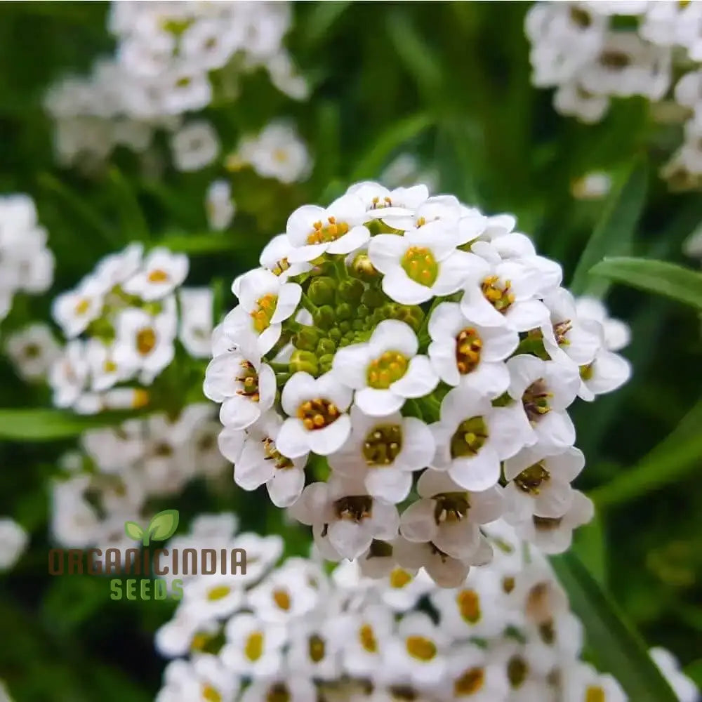 Sweet White Alyssum Snow Seeds For Planting - 100 Pcs Flower Seeds