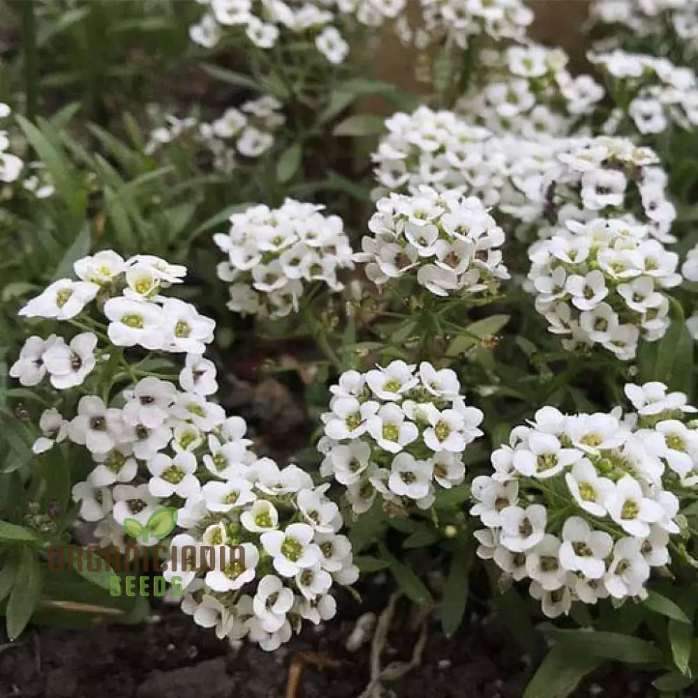 Sweet White Alyssum Snow Seeds For Planting - 100 Pcs Flower Seeds