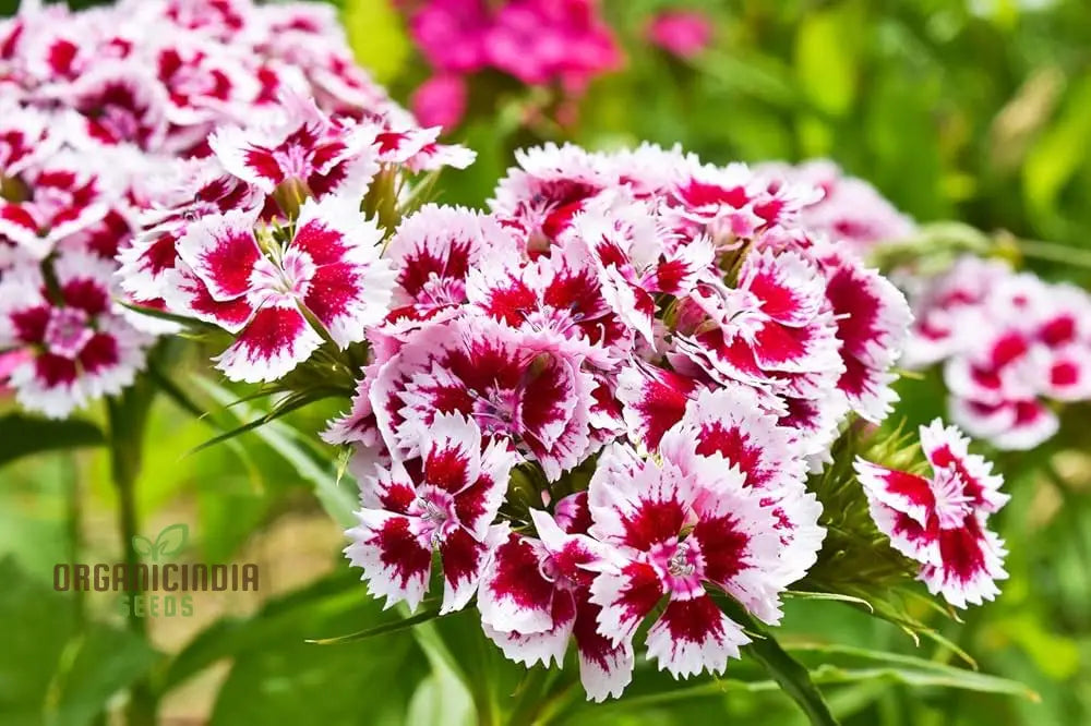 Sweet William Dianthus Summertime Mix Seeds For Planting And Gardening