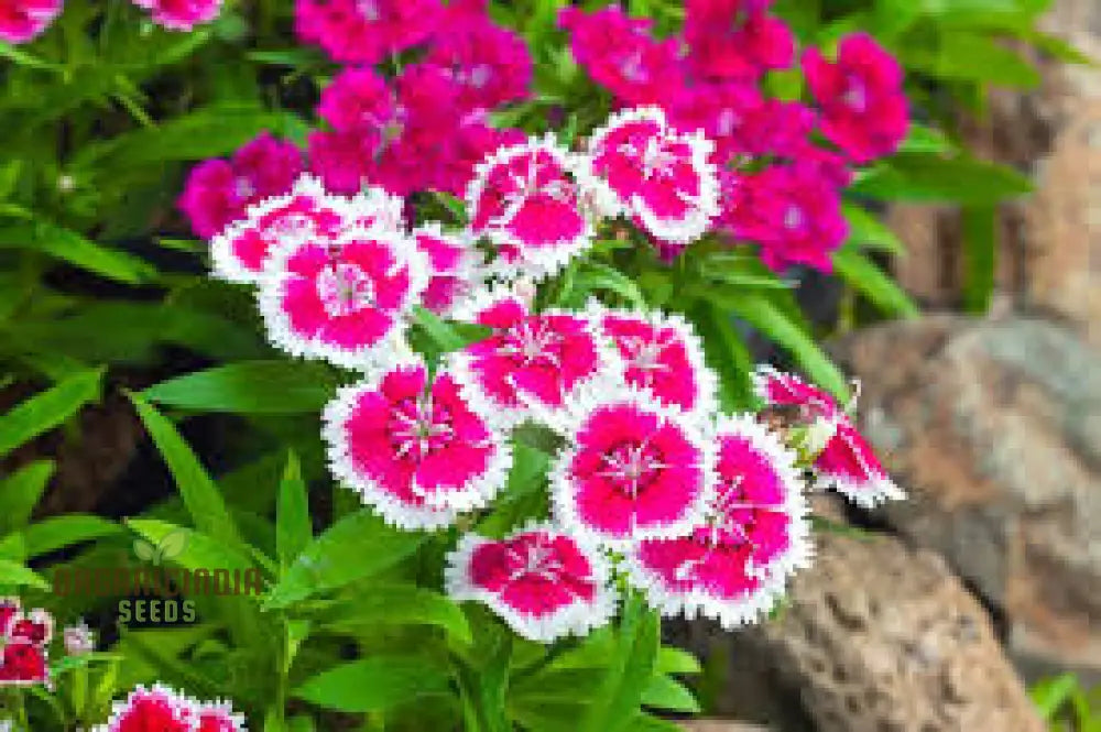 Sweet William Dianthus Summertime Mix Seeds For Planting And Gardening