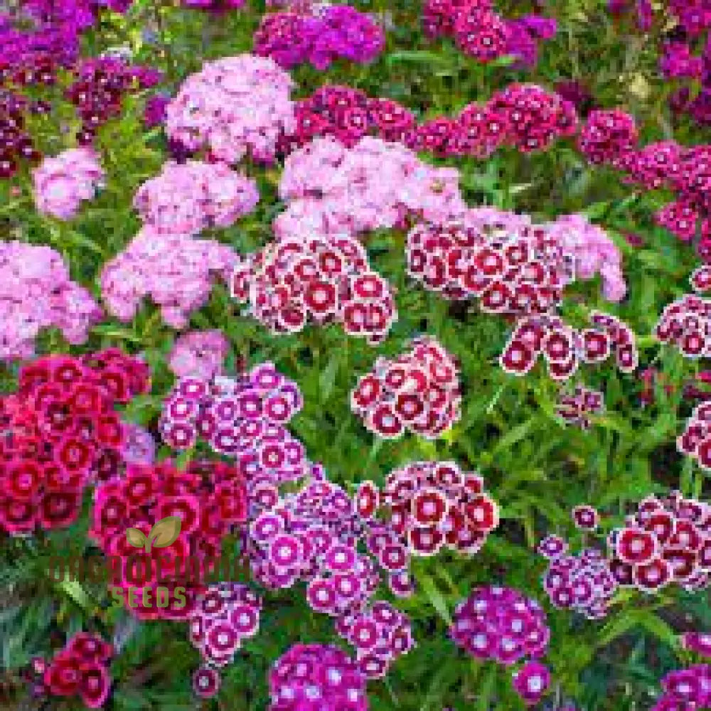 Sweet William Dianthus Summertime Mix Seeds For Planting And Gardening