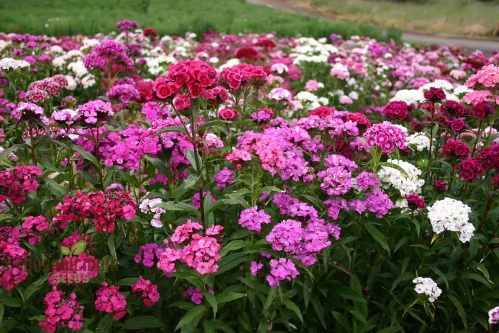 Sweet Williams Seeds - Winter Blooming Dianthus Barbatus Mix For Vibrant Gardening Enthusiasts