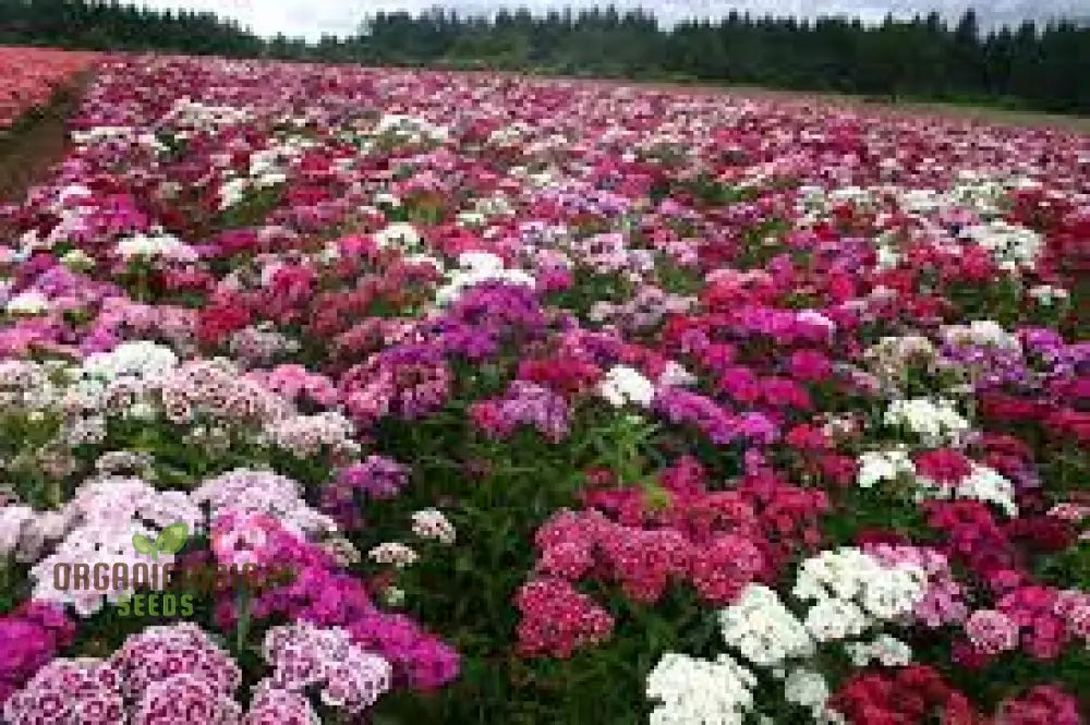 Sweet Williams Seeds - Winter Blooming Dianthus Barbatus Mix For Vibrant Gardening Enthusiasts