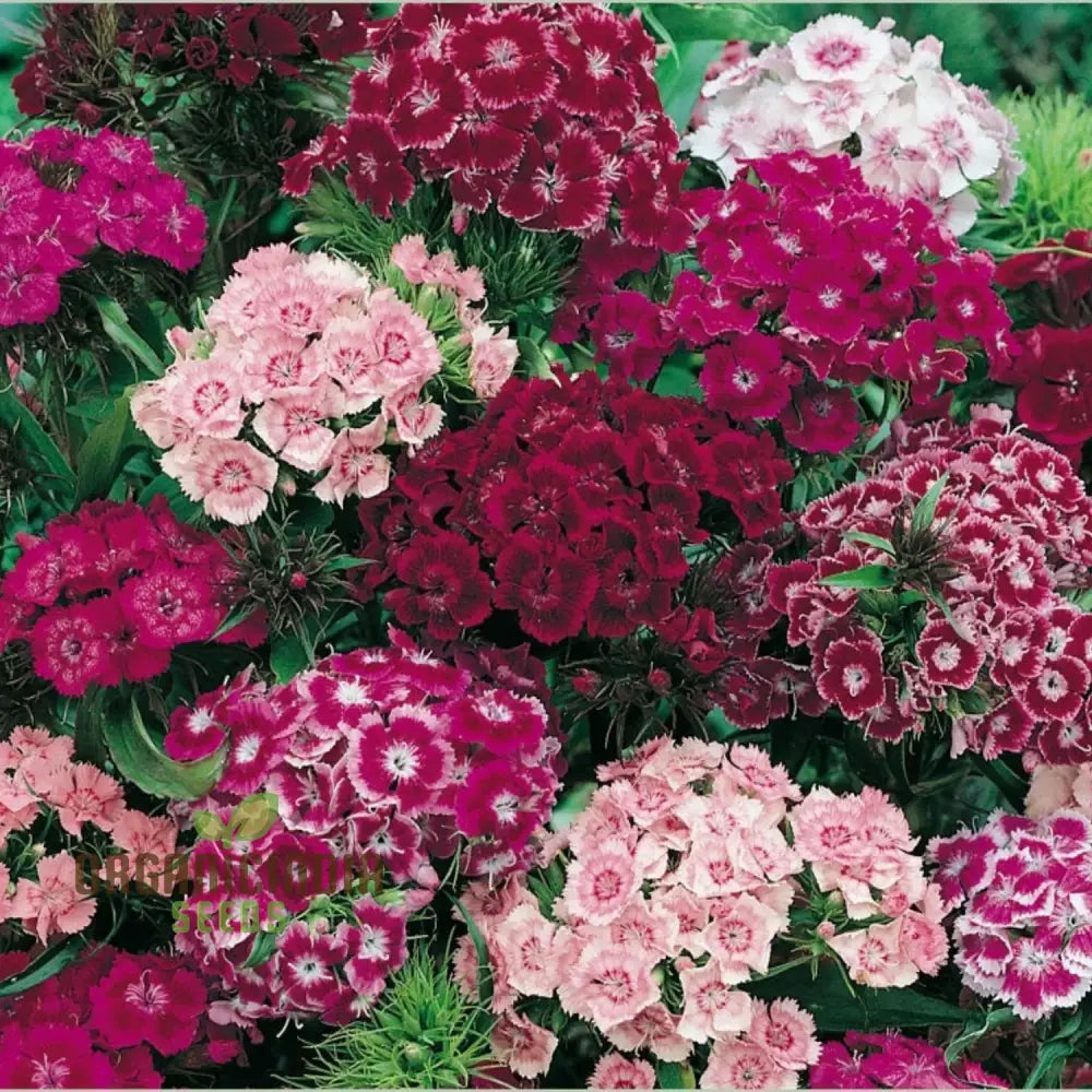 Sweet Williams Seeds - Winter Blooming Dianthus Barbatus Mix For Vibrant Gardening Enthusiasts